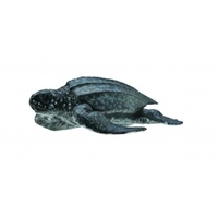 Leatherback Sea Turtle Replica
