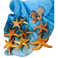 Seahorse & Starfish Portable Play Jar