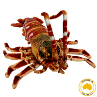 Corney Crayfish