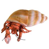Harvey Hermit Crab