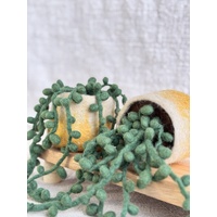 Felt String of Pearls Plant