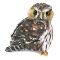 Boobook Owl