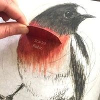 The Bush Birds - Lift the flap Children's Bird Book