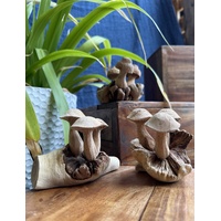 King Oyster Mushroom Cluster