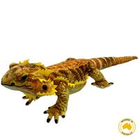 Kambera Bearded Dragon