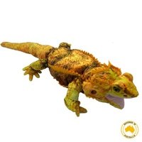 Basil bearded Dragon Hand Puppet