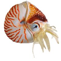 Grace Nautilus Shell