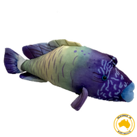 Wrasse Fish