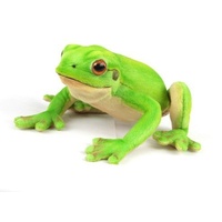 Green Tree Frog Plush
